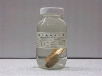 藏品(條紋蛙鳚)的圖片